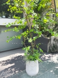 CÂY THẠCH NAM NHẬT BẢN LANDECOR (2M3) - CC665