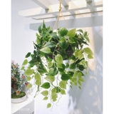 Giỏ cây Vạn Niên Thanh treo tường trang trí nội thất LanDecor - CC435