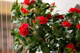Chậu cây hoa trà đỏ trang trí nội thất Lan Decor (120cm) - CC559