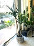 Cây Yucca trang trí Lan decor - cây giả trang trí 100cm - LC3275