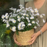 GIỎ HOA CÚC HỌA MI TRẮNG ĐẸP LAN DECOR - CC443