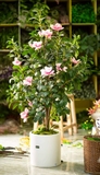 Chậu cây mộc lan trang trí nhà hiện đại sang trọng (1m40) - CC091