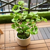 CC051 - Chậu ngân hạnh xanh (nhỏ)