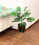 CHẬU CÂY LÁ RÙA TRANG TRÍ KHÔNG GIAN XANH (60cm) - LC2063-6