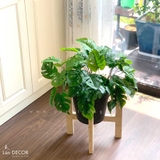 Chậu cây trầu bà lá khía trang trí Landecor - CC481