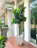 Cây Bàng Singapore cây trang trí Lan Decor (180cm) LC2901