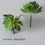 Cành sen  đá decor Trang trí nhà cửa, chậu cây  -   Sen đá 19