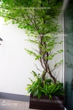 Cành Lá Phong Xanh Giả Trang Trí - HC801