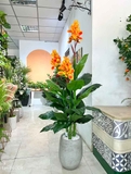 Cây tài lộc hoa trang trí nhà sang trọng 165cm - LC1782