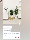 Cây bàng Singapore để bàn trang trí nhà đẹp (60cm) - LC428-2