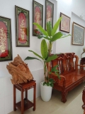 CHẬU CÂY CHUỐI CẢNH MIX TRANG TRÍ NỘI THẤT LAN DECOR - CC288