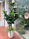 Cây Bàng Giả Decor- Cây Bàng Giả Thiết Kế Lan Decor, Trang Trí Không Gian Xanh Hiện Đại (170cm)- CC1147