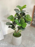 Cây Bàng Singapore Decor Nhà Hiện Đại (100cm)- CC1002