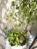 TRANG TRÍ KHÔNG GIAN XANH VỚI BỒN RÊU CÂY LINH SƠN- RC040