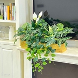 Bồn Cây Giả Decor- Bồn Hoa Lan Ý Decor Nhà Đẹp (90X50X45cm)- BC186
