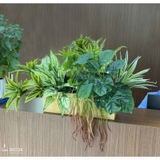 Bồn Cây Giả Decor- Bồn Cây Thiết Kế Tiểu Cảnh Văn Phòng (75X45X45CM)- BC187