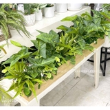 Bồn Cây Tiểu Cảnh- Bồn Cây Lá Môn Trang Trí Xanh Mát (120x20x45cm)- CC989