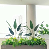 Bồn Cây Tiểu Cảnh- Thiết Kế Bồn Chuối Lá Nhọn Trang Trí Văn Phòng Xanh Mát - BC218-SG K bồn