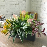 Tiểu Cảnh Giả Trang Trí- Bồn Cây Giả Tiểu Cảnh Decor Kệ Tủ (65x45x45cm)- BC191