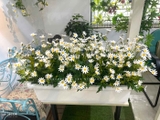 Bồn Hoa Giả- Bồn Hoa Cúc Họa Mi Trang Trí Cửa Hiệu (80X30X45cm)- BC174