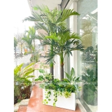 Bồn Cây Dừa Trang Trí Tiểu Cảnh (80x30x200cm)- CC1032-1