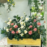 Hoa Giả Tiểu Cảnh- Bồn Hoa Hồng Trang Trí Cửa Hiệu (80x40x55CM)- BC184