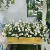 Bồn Hoa Giả- Bồn Hoa Cúc Họa Mi Trang Trí Cửa Hiệu (80X30X45cm)- BC174