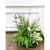 Bồn Hoa Thiết Kế - Bồn Rêu Hoa Cúc Decor Tiểu Cảnh Quán Cafe (70x50x85cm)- RC084