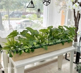 Bồn Cây Tiểu Cảnh- Bồn Cây Lá Môn Trang Trí Xanh Mát (120x20x45cm)- CC989