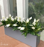 Bồn Hoa Lan Ý Decor Không Gian (100x30x25cm)- CC1031-1
