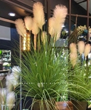 Giỏ Cỏ Lau Decor -Giỏ Lau Thiếc Decor Quán Cafe, Căn Hộ Độc Đáo (cao 120cm. tán 70cm)- CC1119