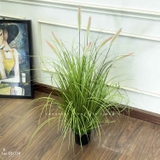 Cỏ Lau Giả - Bụi Cỏ Lau Hồng Decor Tiểu Cảnh Lau Giả, Thiết Kế Hiện Đại (cao 110cm, tán 55cm)- CC1100