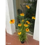 Hoa Giả Decor- Chậu Hoa Cúc Mỹ Giả Decor Tiểu Cảnh Quán Cafe (cao 75-100cm, tán 55cm)- CC1113