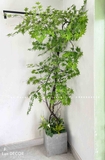 Mẫu cây leo, giàn cây leo, thả trần trang trí tường, đẹp tự nhiên