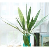 Cành Lá Giả Trang Trí, Cành Lá Chuối Mini Decor - HC987