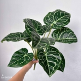 Cành Lá Giả Trang Trí- Cành Lá Môn Giả Mô Phỏng Tự Nhiên, Trang Trí Độc Đáo (55cm, 10 lá)- HC1317