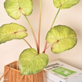 Cành Lá Giả - Cành Lá Môn To Giả Decor Tự Nhiên, Đẹp Mắt (70cm)- HC1314