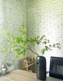Cây Giả Decor- Cành Thạch Nam Giả Decor Không Gian Hiện Đại, Độc Đáo (115cm)- CC1075