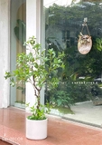 CÂY ASEBI TRANG TRÍ KHÔNG GIAN ĐẸP LẠ (130cm)- CC867