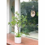 CÂY ASEBI TRANG TRÍ KHÔNG GIAN ĐẸP LẠ (130cm)- CC867