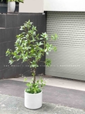 CÂY ASEBI TRANG TRÍ KHÔNG GIAN ĐẸP LẠ (130cm)- CC867