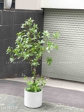 CÂY ASEBI TRANG TRÍ KHÔNG GIAN ĐẸP LẠ (130cm)- CC867