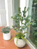 Cây Giả- Cây Kim Tiền Giả Decor Nội Thất (115cm)- CC1138