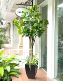 Cây Bàng Giả Decor- Cây Bàng Lá Non Thiết Kế Tiểu Cảnh Cửa Hiệu, Trung Tâm Thương Mại (210cm)- CC1114