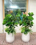 Cây Bàng Sing Giả- Cây Bàng Singapore Trang Trí Nội Thất Landecor ( 105cm) - LC3170