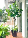Cây Bàng Giả Decor- Cây Bàng Lá Non Thiết Kế Tiểu Cảnh Cửa Hiệu, Trung Tâm Thương Mại (210cm)- CC1114