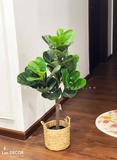 Cây Bàng Singapore hiện đại trang trí nhà sang trọng LanDecor (90cm) - LC2770