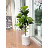 Cây Bàng Singapore hiện đại trang trí nhà sang trọng LanDecor (90cm) - LC2770