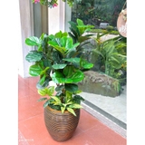 Cây Bàng Giả- Cây Bàng Trang Trí Nhà, Văn Phòng, Cửa Hiệu Đẹp Tự Nhiên (120cm)- CC1136