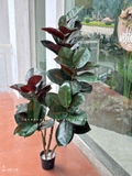 Cây Bàng Giả- Cây Bàng Lá Đỏ Giả Thiết Kế Không Gian Độc Đáo (140cm)- CC1149